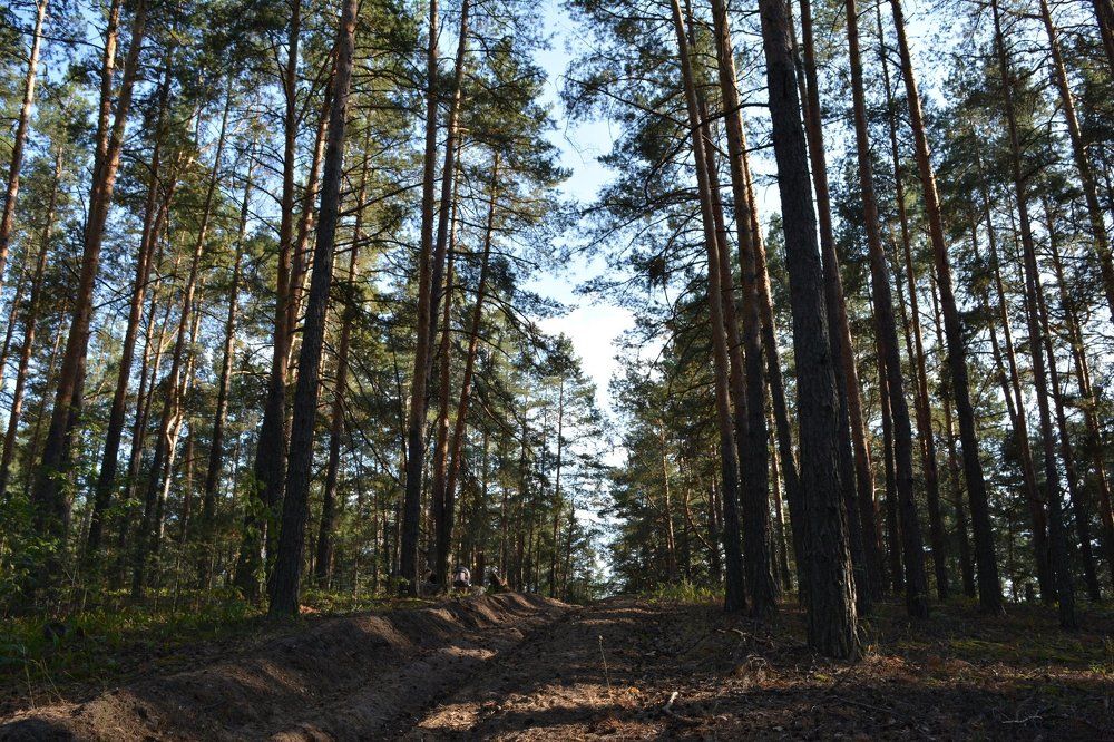 Сосновый бор