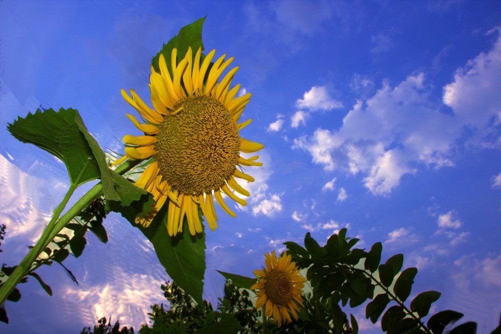 Sunflower