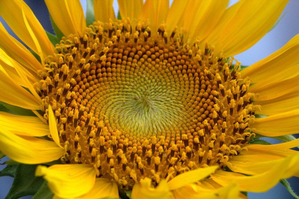 Sunflower macro