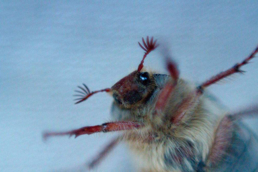 Приветливый майский жук