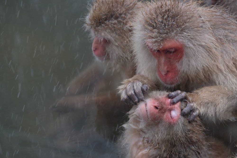 The macaque monkeys in Japan.