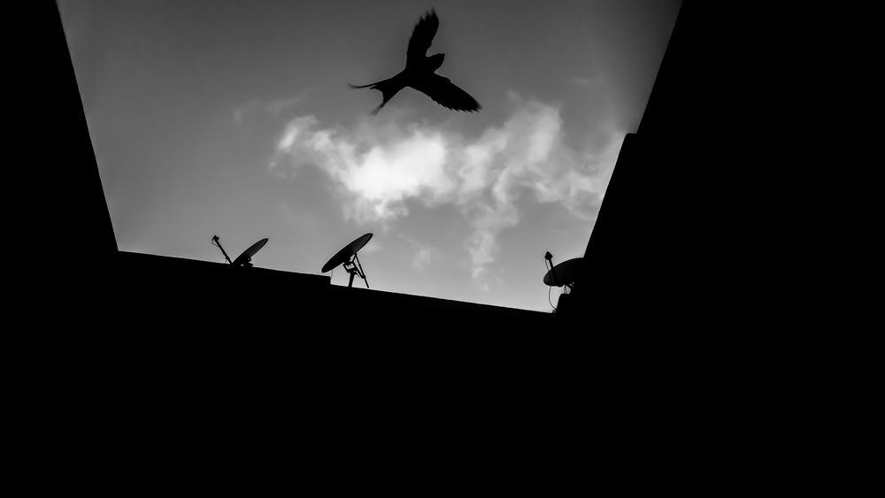 A bird flying arround