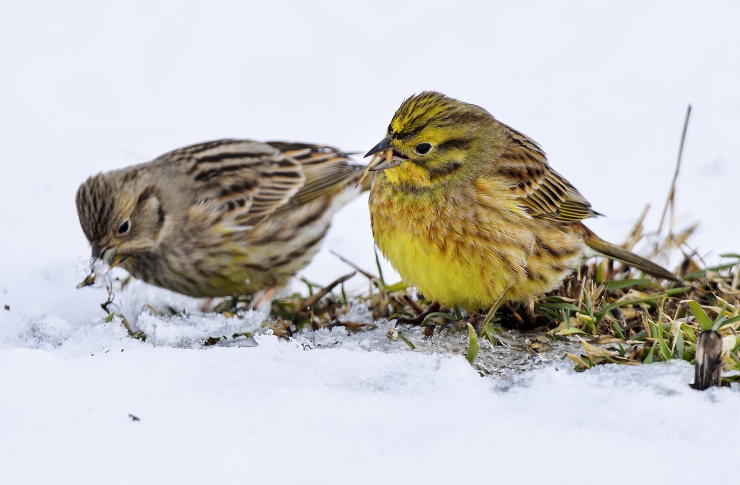 Emberiza citrinella
