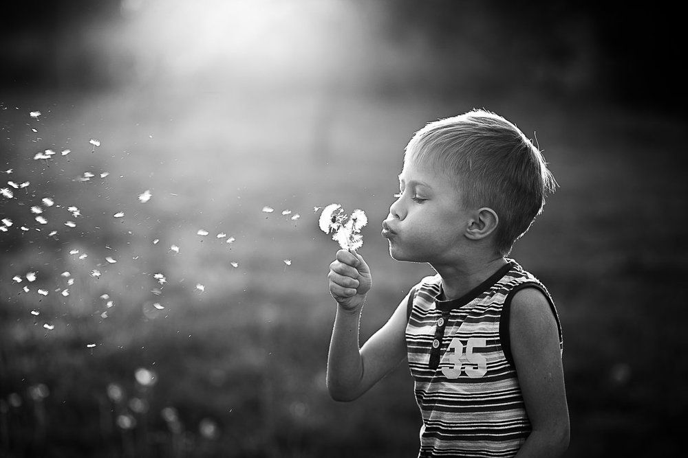 Одуванчики