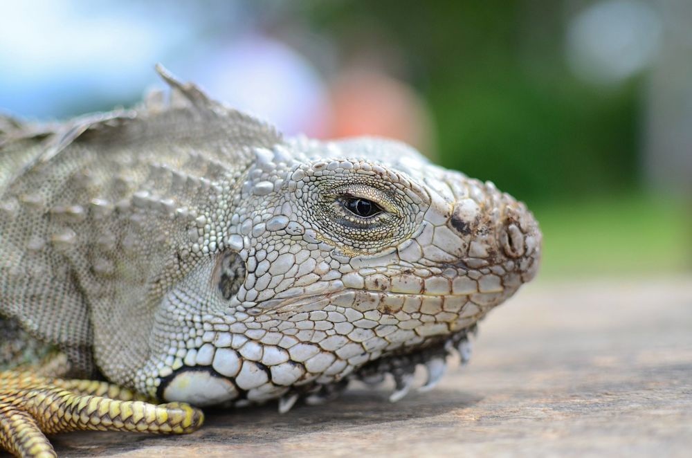 Iguana at Bali