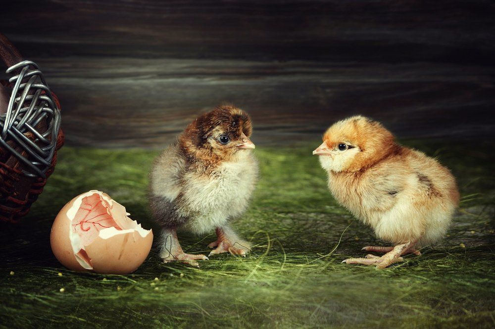 Цыплячье дефиле