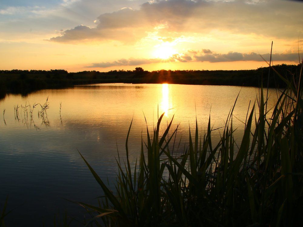 Золотистый.