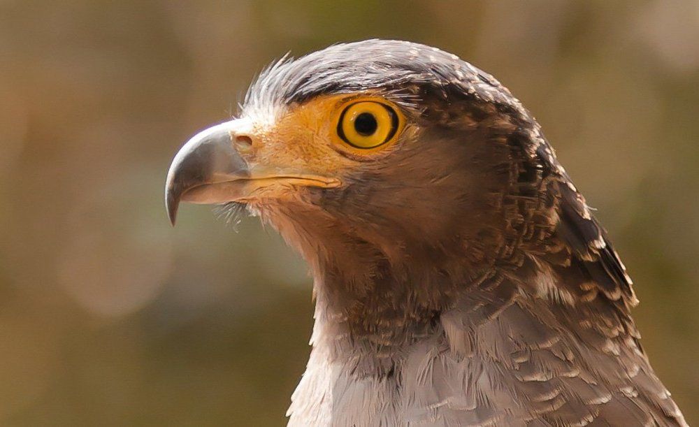 Зоркий взгляд....