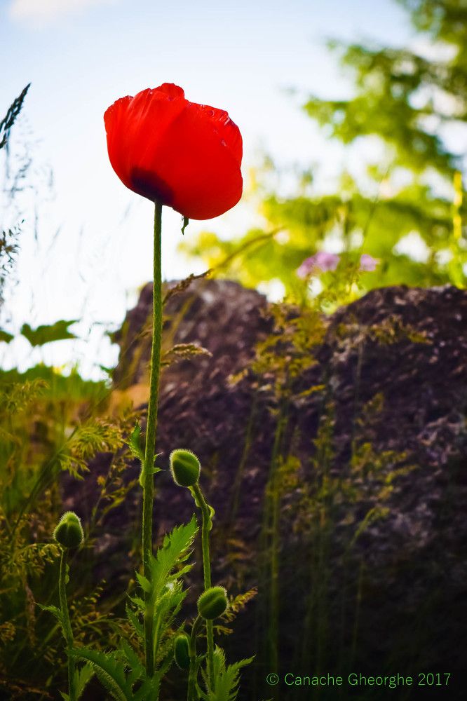 Red- Red of Opium poppy