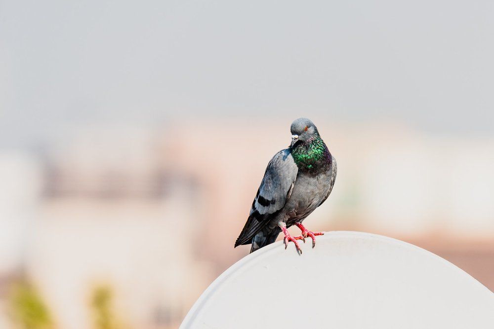 Dish Dove