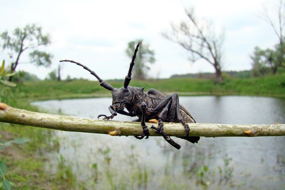 рыцарь с трофеем