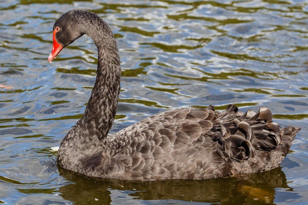 Черная лебедь