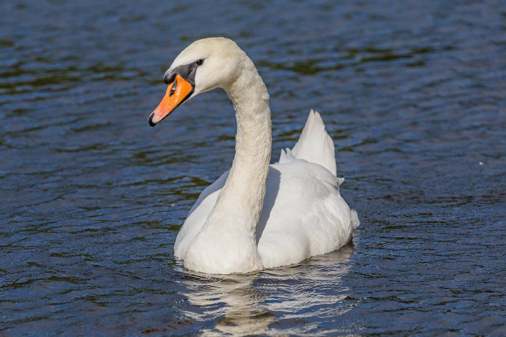 Белая лебедь