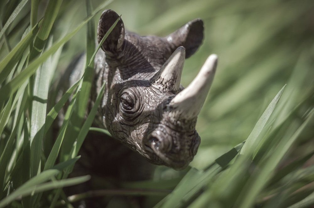 " В травяных джунглях"