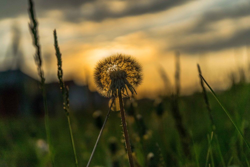 солнечный одуванчик