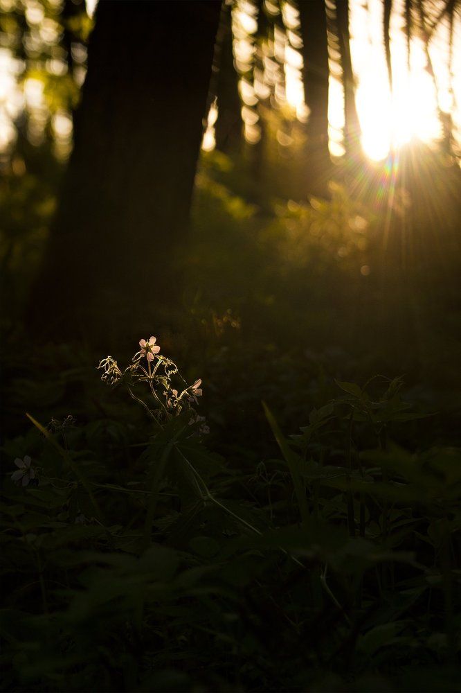 На встречу с солнцем