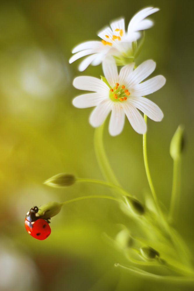 Звездчатка