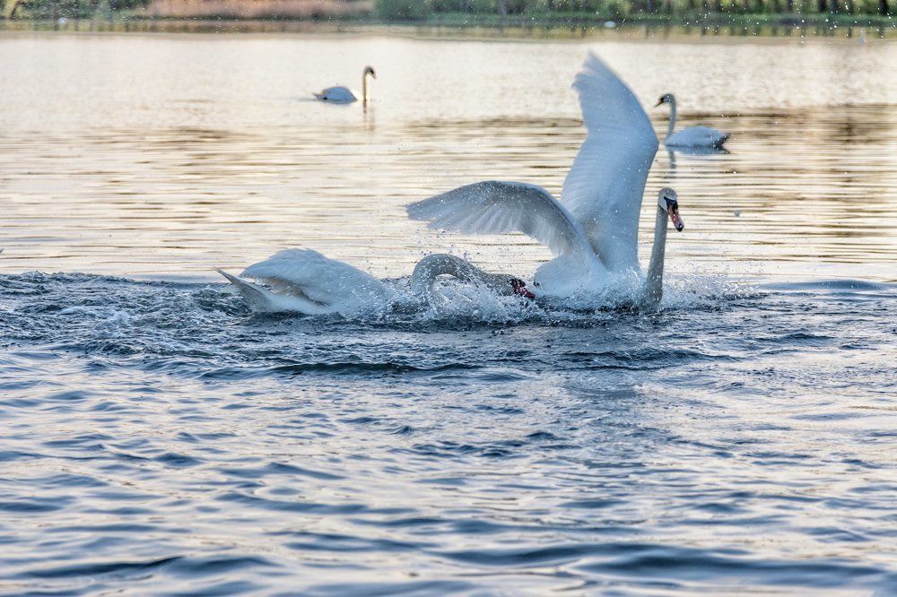 Swans fought for bread