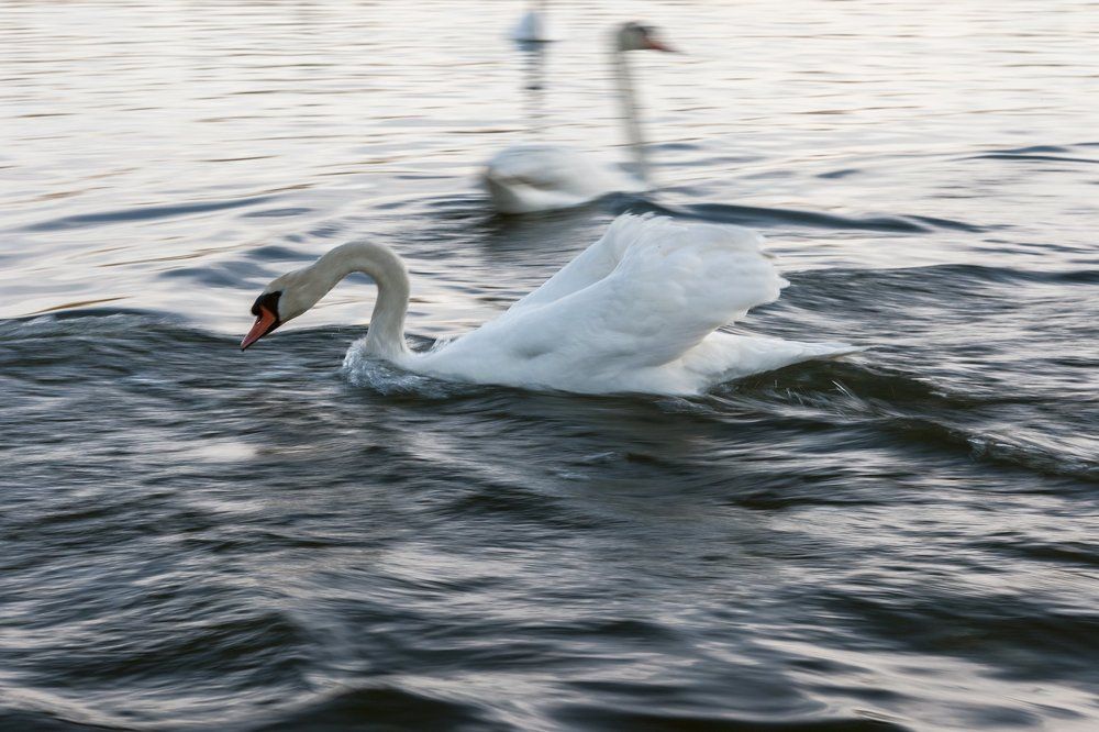 Swan