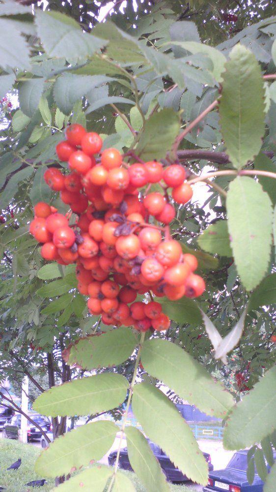 кисть рябины