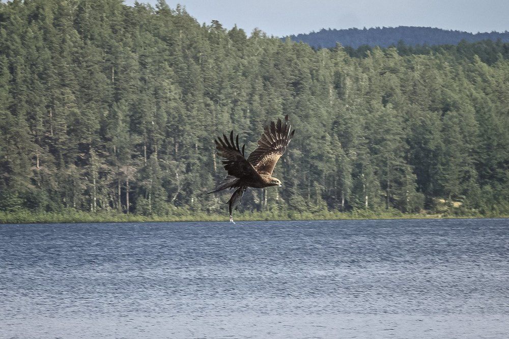 Леща поймал