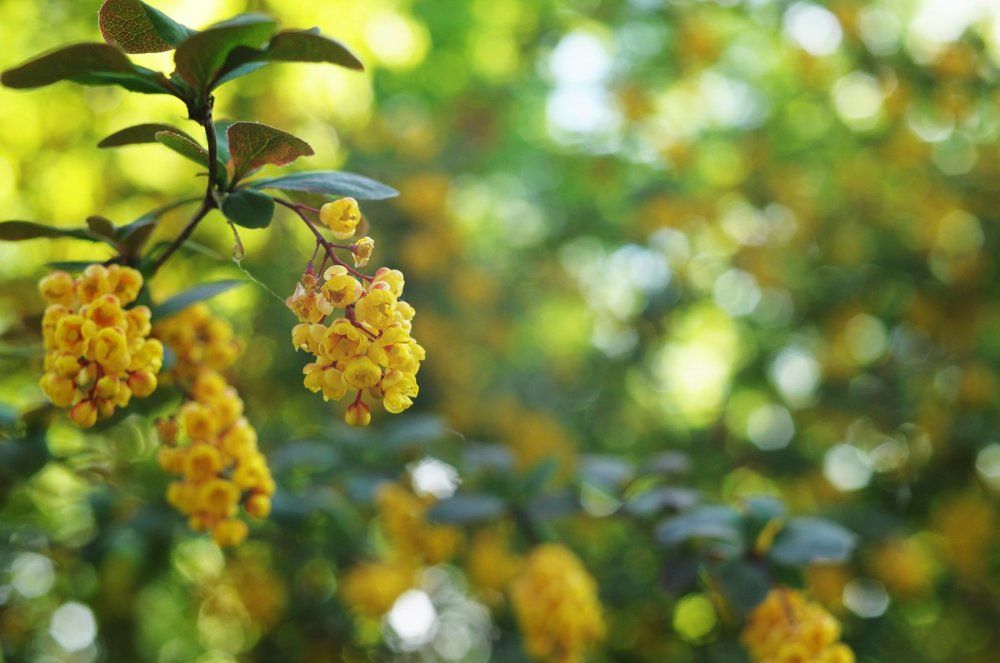 весеннее настроение