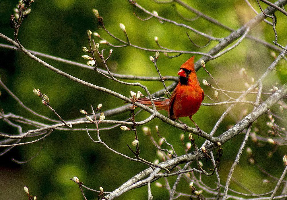 Кардинал встречает весну