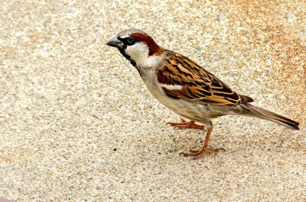 Просто воробей