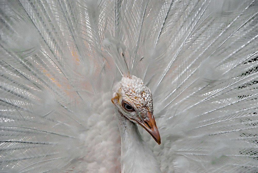 белый павлин