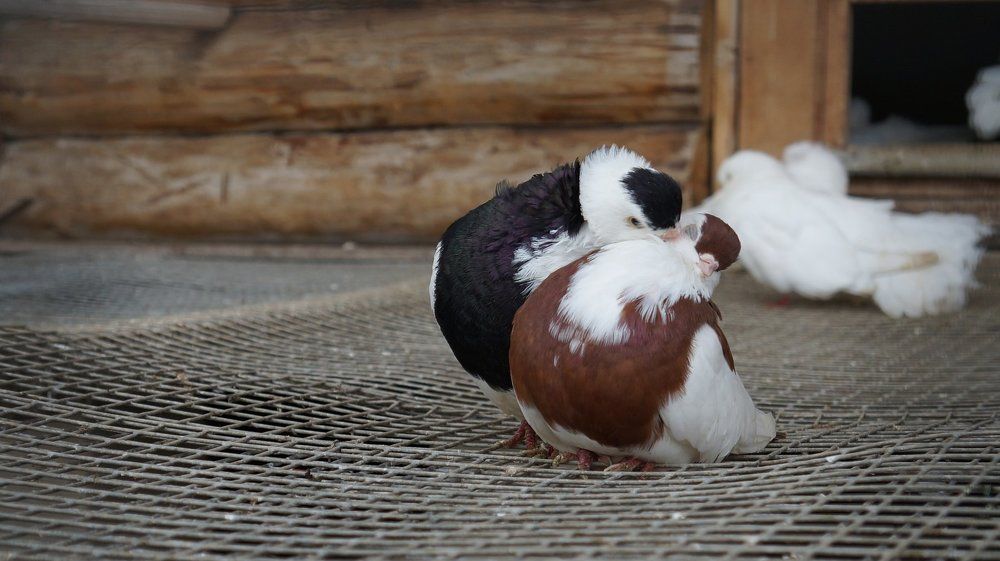 Любовь и голуби