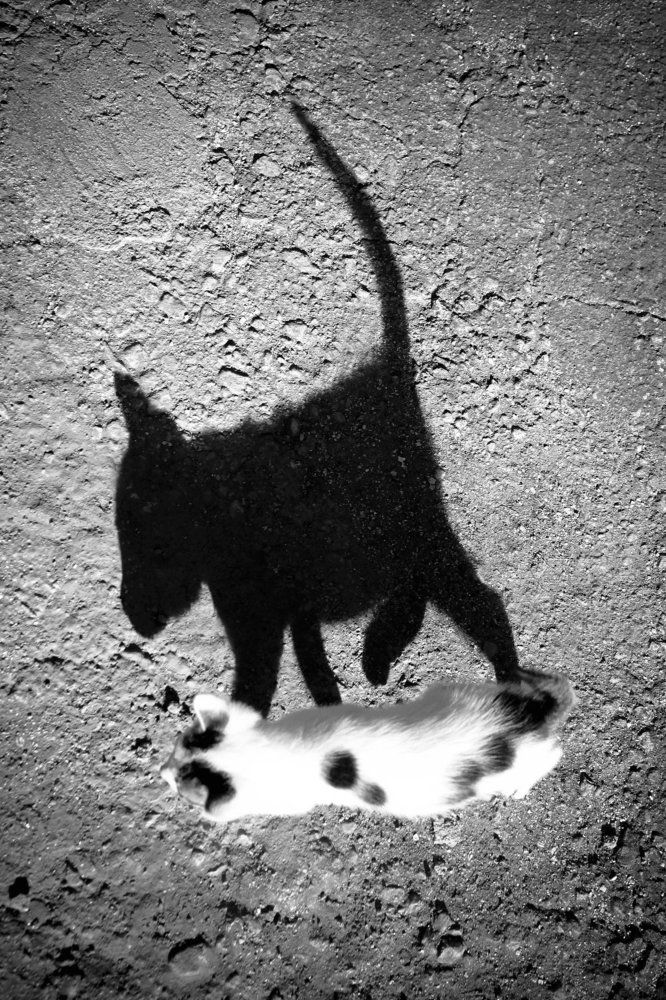 Тень, которая гуляла сама по себе / The Shadow That Walked by Herself