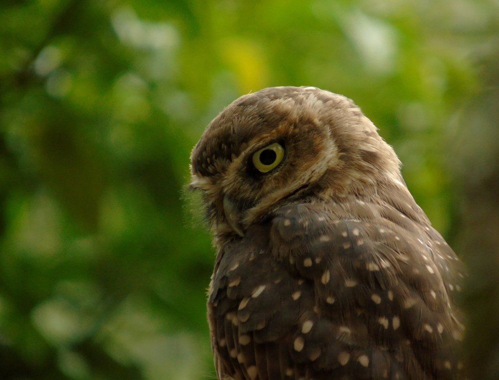 Burrowing Owl