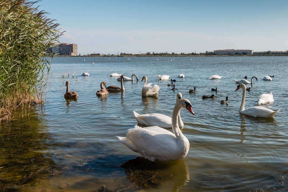 Лебеди и лысухи на озере Сасык, Евпатория, Крым