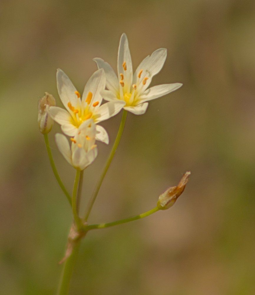 Wildflowers in the Grass