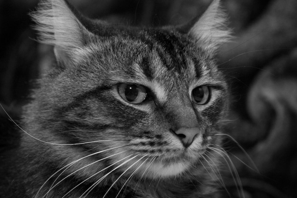 котик Бонус