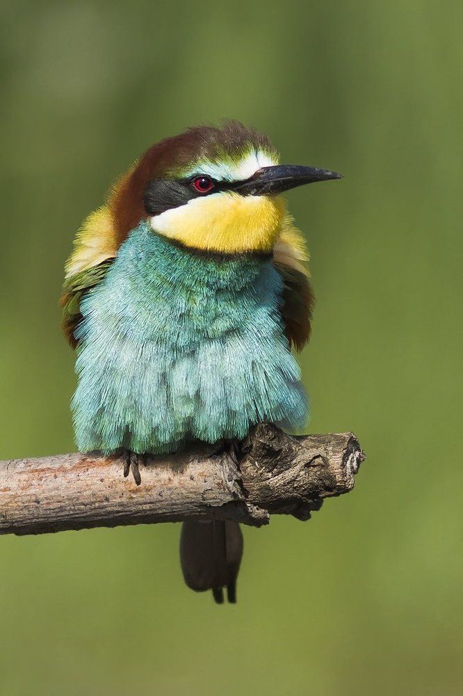 Щурка золотистая