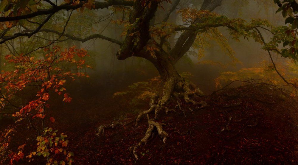 Фотография автора Владимир Метцгер