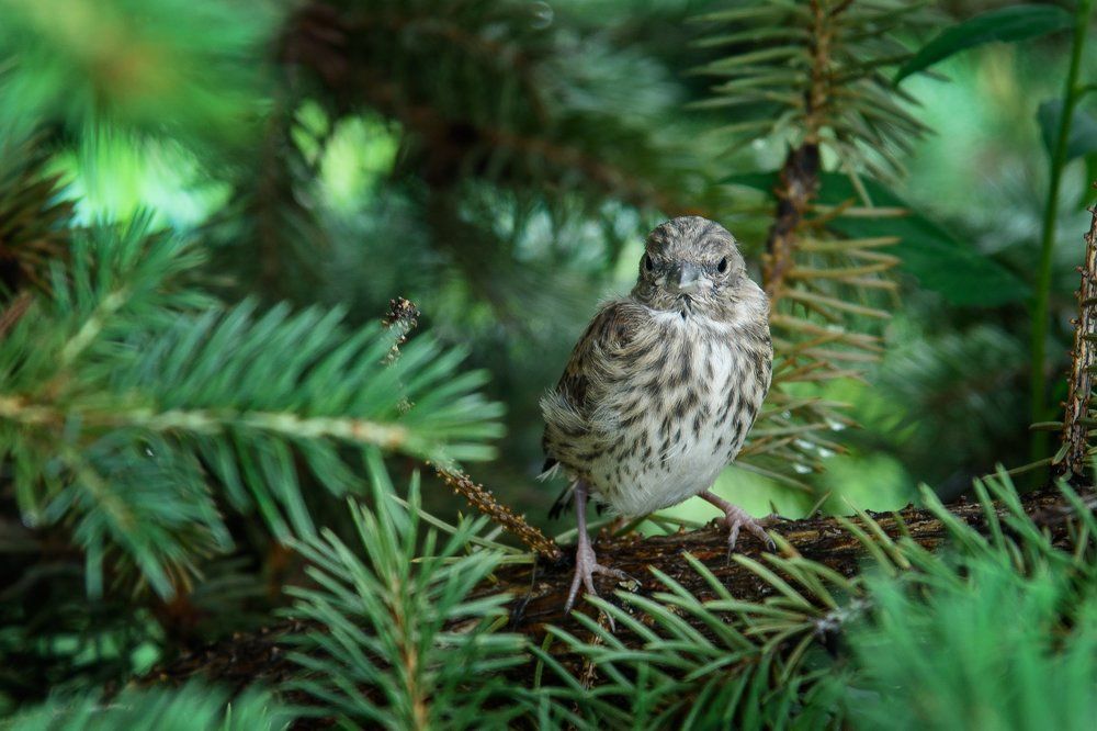 Птенец Дрозда