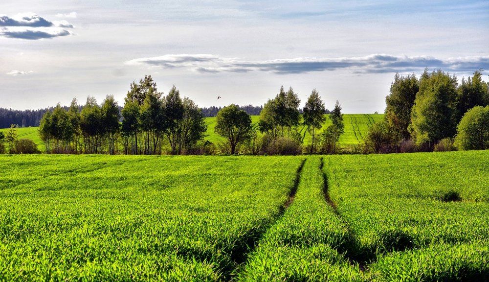 Летом в деревне