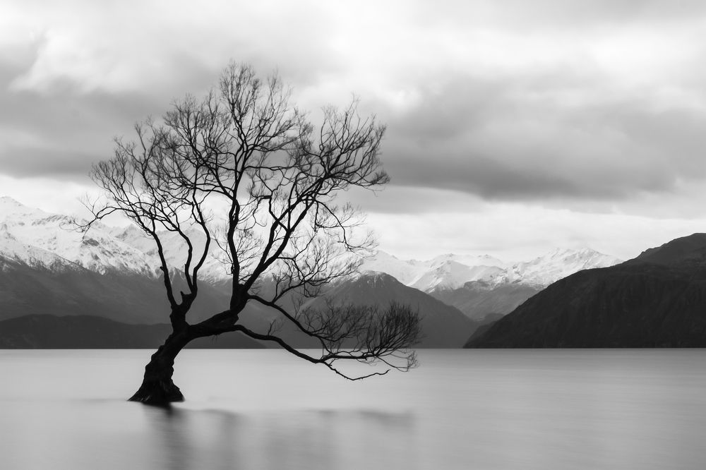 That Wanaka Tree!