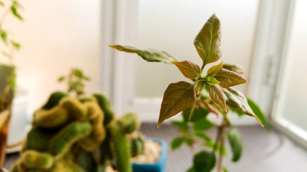 Фотография автора Sana Astan