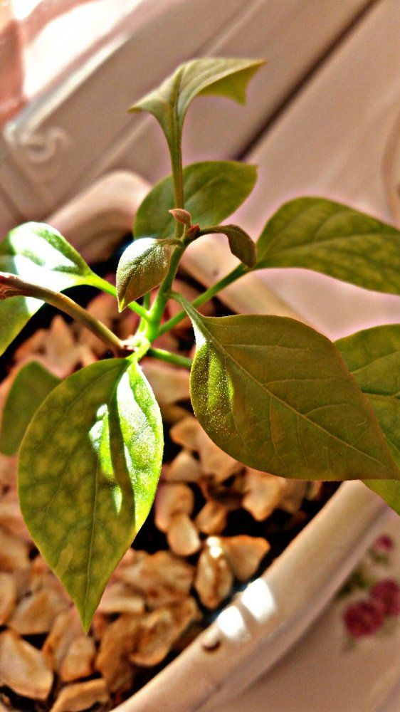 Фотография автора Sana Astan