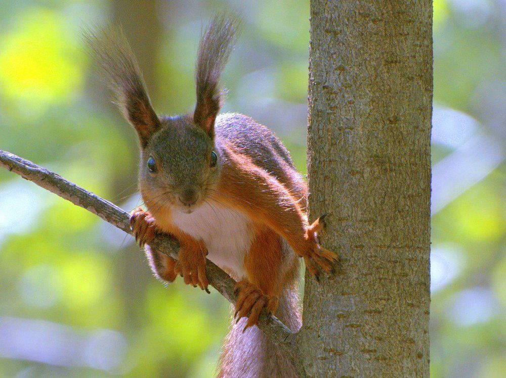 Как хочу, так и сижу и УШИ не причем!