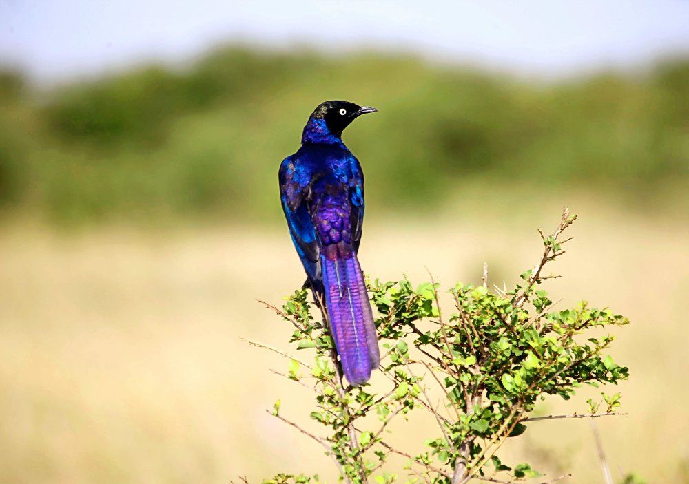 Синяя Птица.