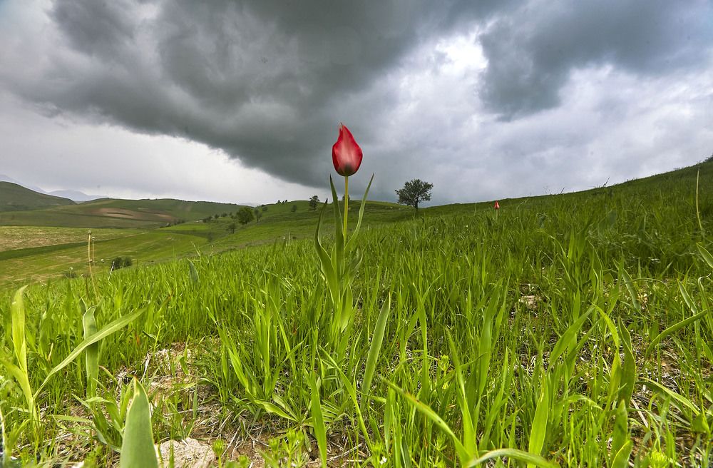 Тюльпан перед грозой... Камчин. Душанбе. Таджикистан