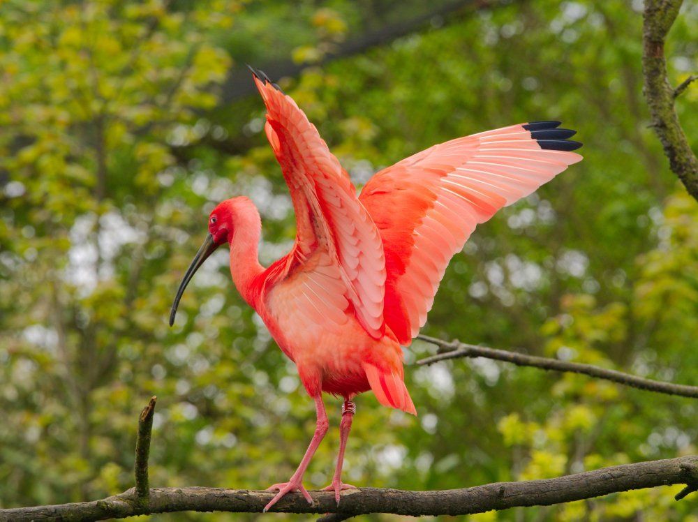 Wearing Scarlet Today