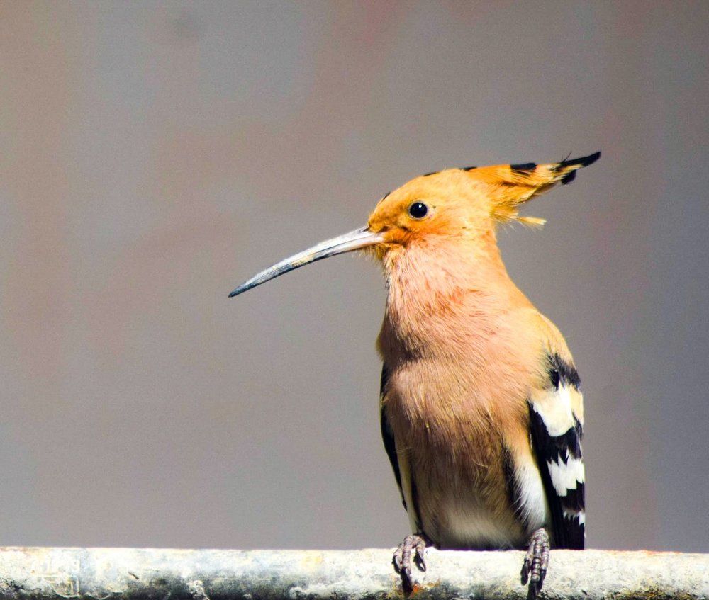 Hoopoe