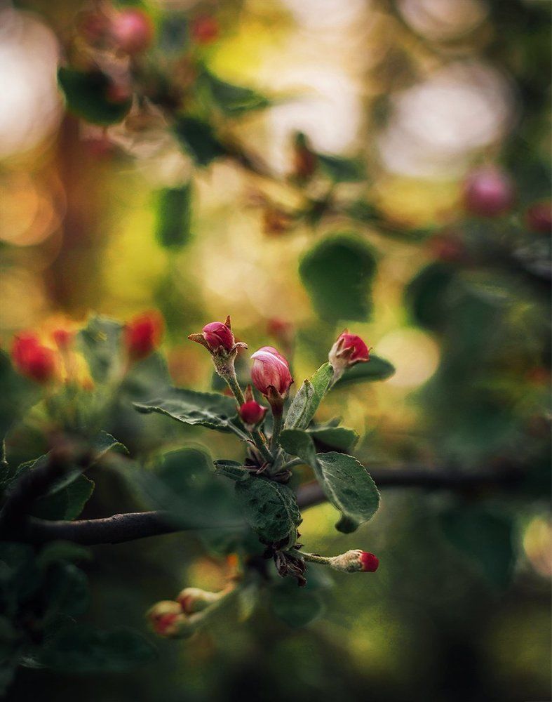 Photograph by Чернякова Анна