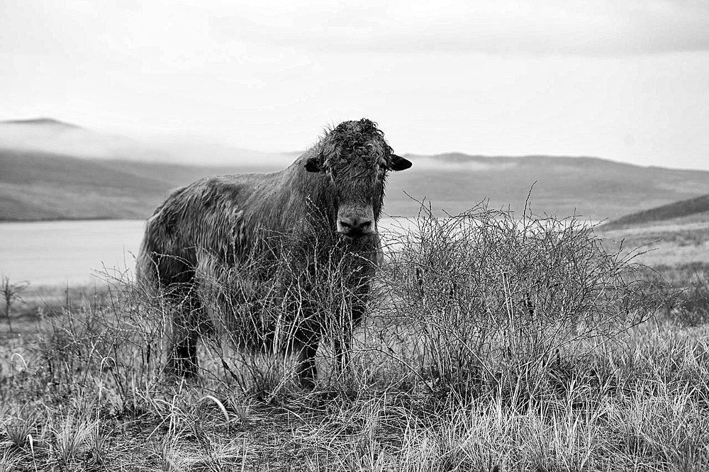 Байкальский Як