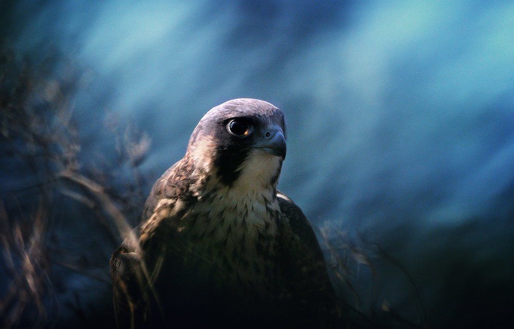 Peregrine Falcon